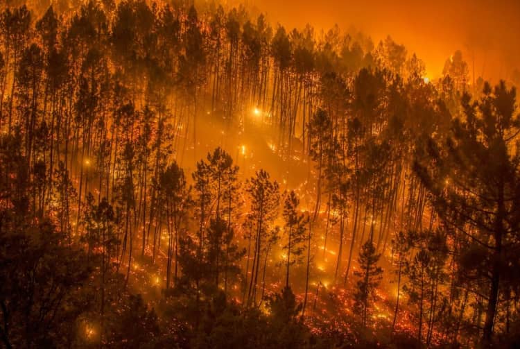 Incendios forestales